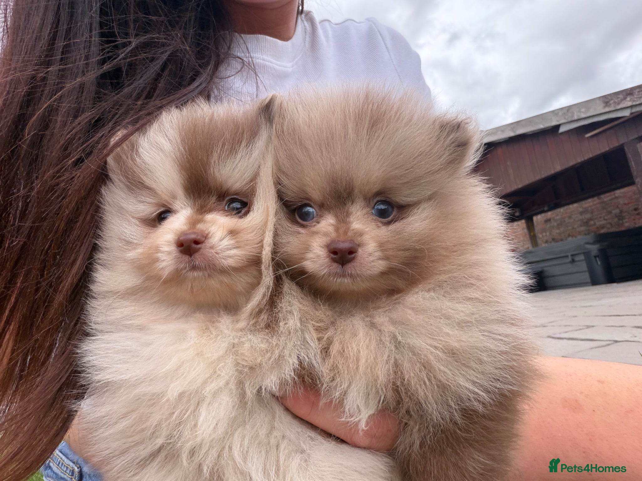 Pomeranian dogs 🍫🍦 CHOCOLATE CREAM MEARLE TEDDY BEARS🍫🍦 - Advert 2