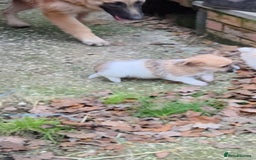 Jack Russell dogs for sale: Lovely Rough Coated Small Jack Russells  - Advert 14