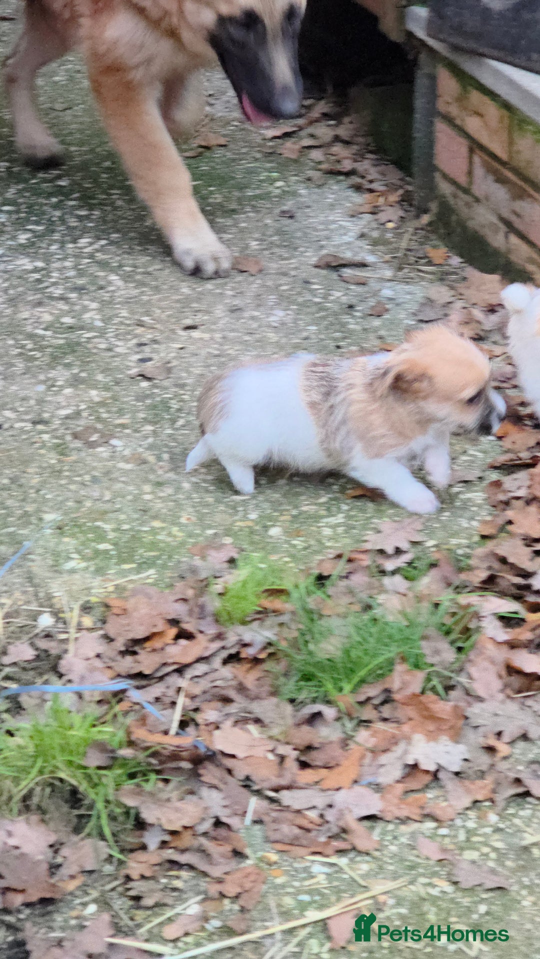 Jack Russell dogs for sale: Lovely Rough Coated Small Jack Russells  - Advert 14