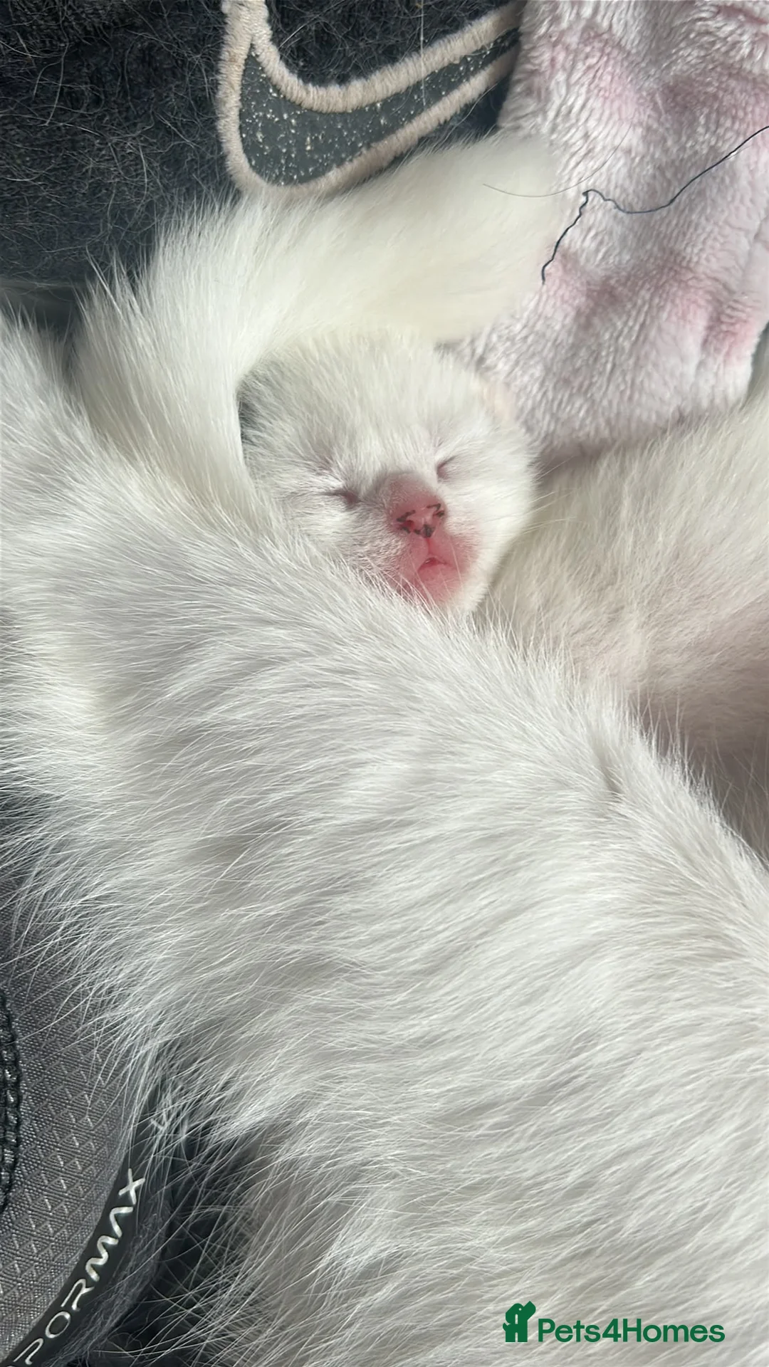 Mixed Breed cats for sale: 3 male kittens 1 white , 2 white with tabby tails  - Advert 2
