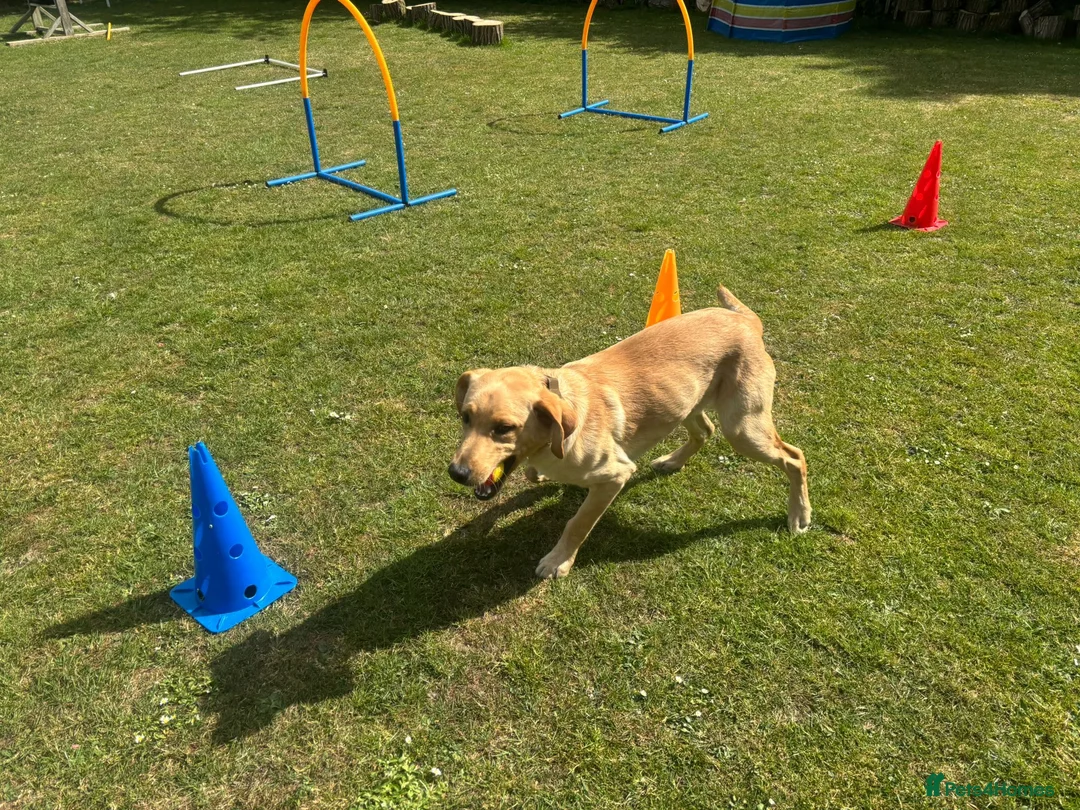Labrador Retriever dogs for sale: Lovely Labrador retriever  - Advert 2