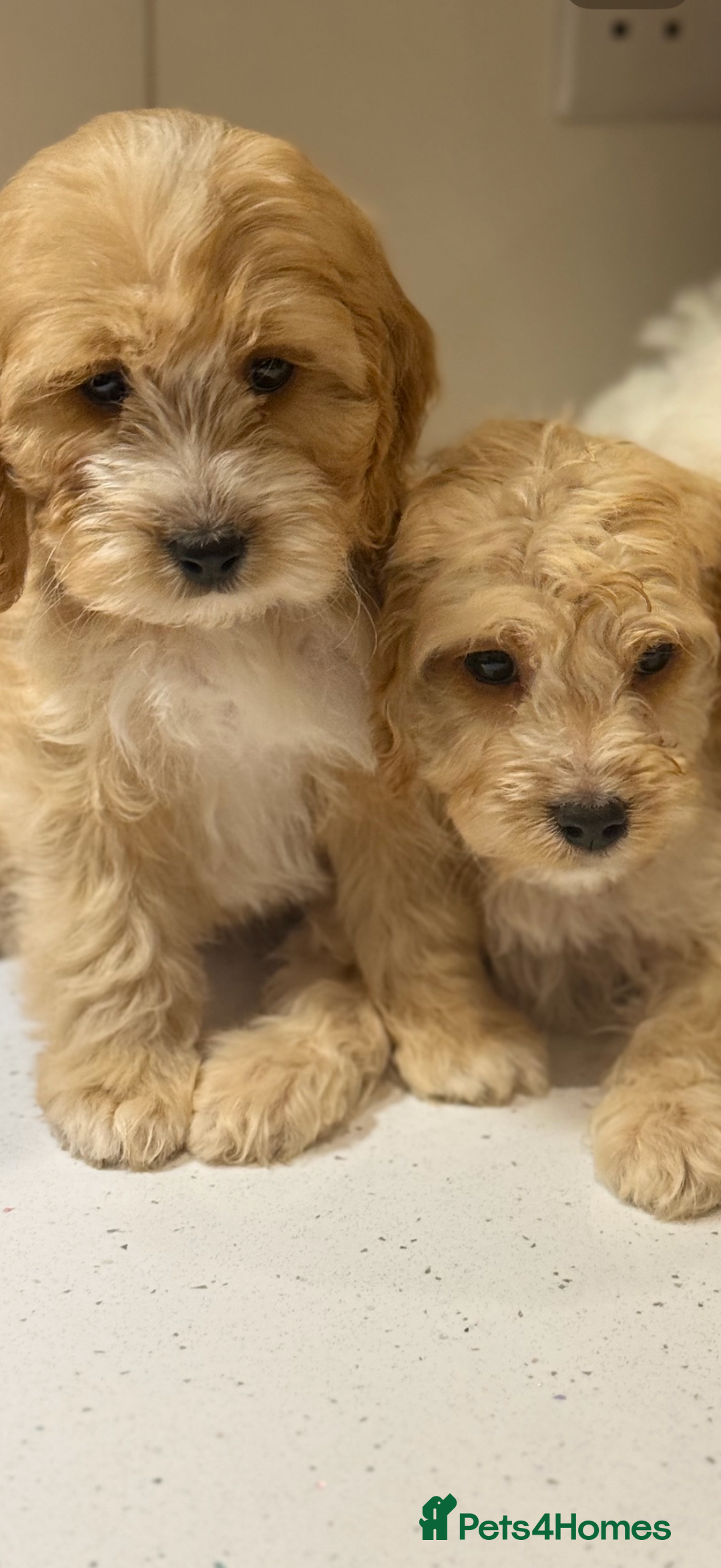 Cavapoo dogs for sale: F1 CAVAPOOS BOYS AND GIRLS - Advert 2
