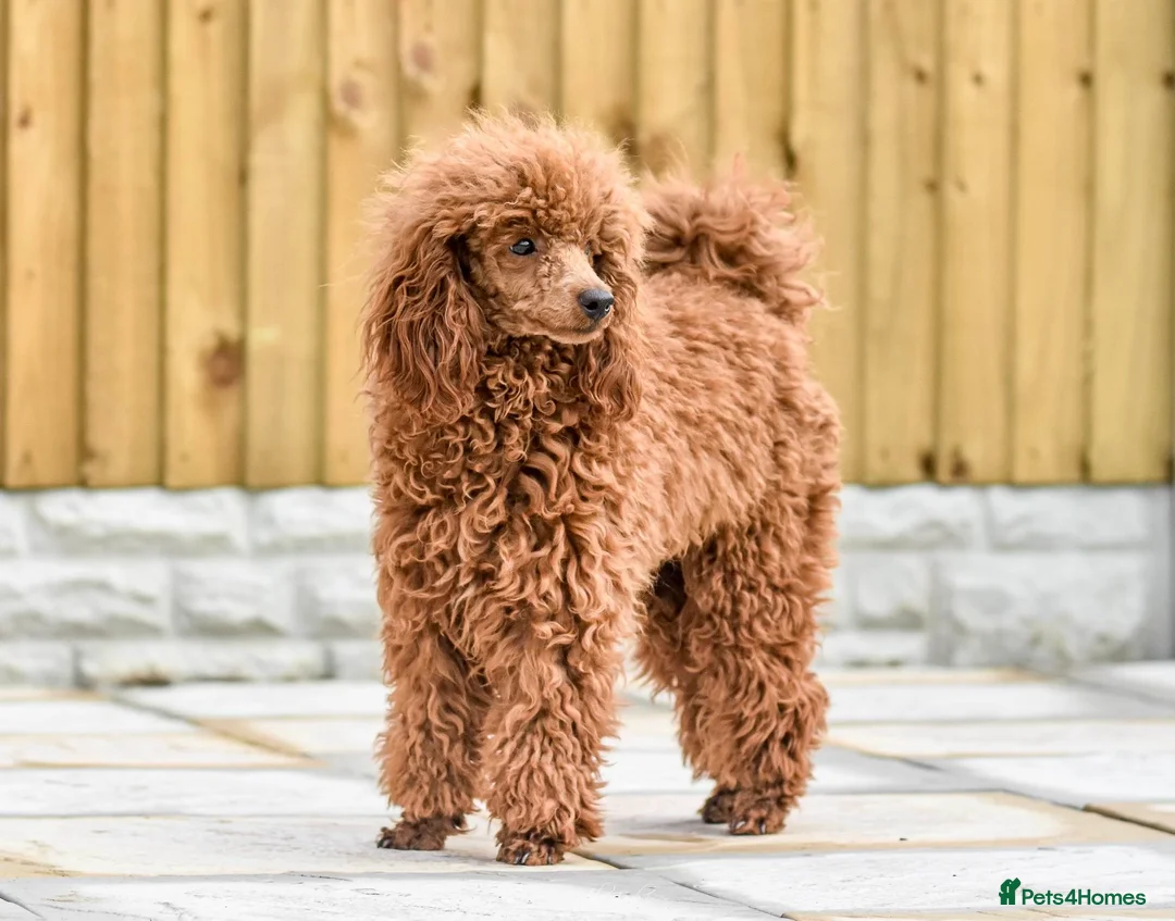 Miniature Poodle dogs for stud: KC Registered, health tested toy poodle stud dogs  in Exeter - Advert 2
