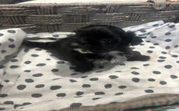 Shih Tzu dogs for sale: Litter of 5 Shih tzu puppys - Image 4