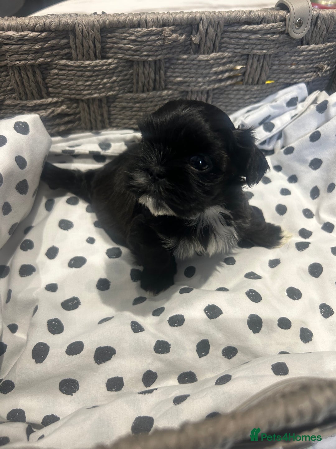 Shih Tzu dogs for sale: Litter of 5 Shih tzu puppys - Image 4