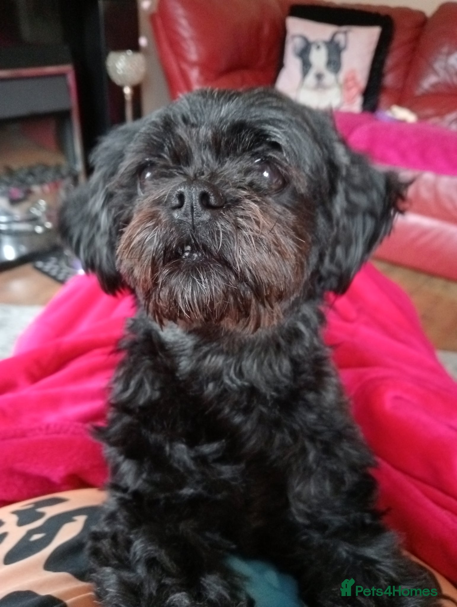 Mixed Breed dogs Imperial Shihtzu X Chihuahua Puppies  - Advert 3