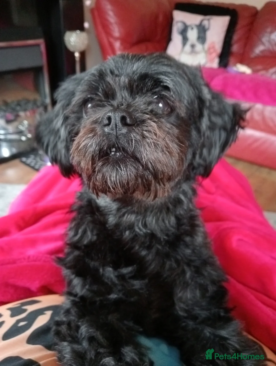 Mixed Breed dogs for sale: Imperial Shihtzu X Chihuahua Puppies  in Grays - Advert 1