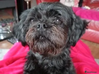 Mixed Breed dogs Imperial Shihtzu X Chihuahua Puppies - Advert 6