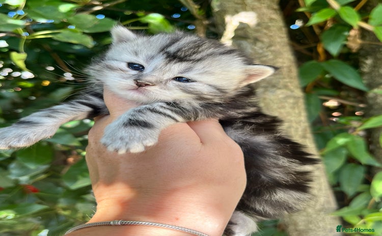Maine Coon cats - Advert 1