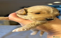 Cockapoo dogs for sale: Cockapoo Puppies  - Image 6