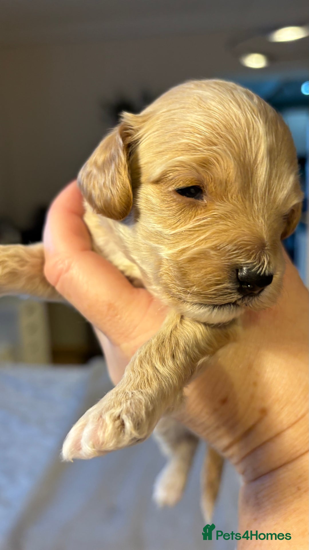 Cockapoo dogs for sale: Cockapoo Puppies  - Image 6