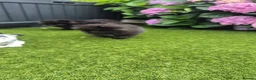 Pomeranian dogs for sale: Mini pomeranian puppies Russian bloodlines - Advert 15