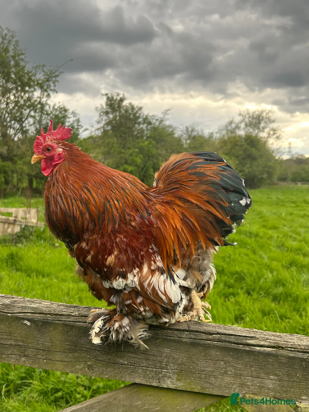 Chickens poultry for sale: Various Bantam Cockerels For Sale - Advert 2
