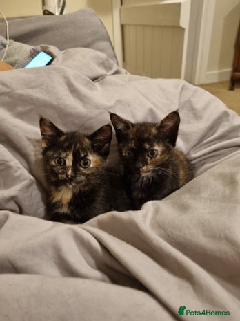 Domestic Shorthair cats - Advert 1