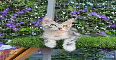 Maine Coon cats - Advert 15