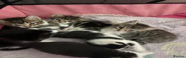 Tabby
