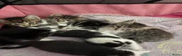 Mixed Breed cats for sale: 3 tabby 3 black and white - Advert 9