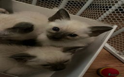 Siamese cats for sale: Beautiful Siamese Kittens 1 girl & 2 boys - Image 6