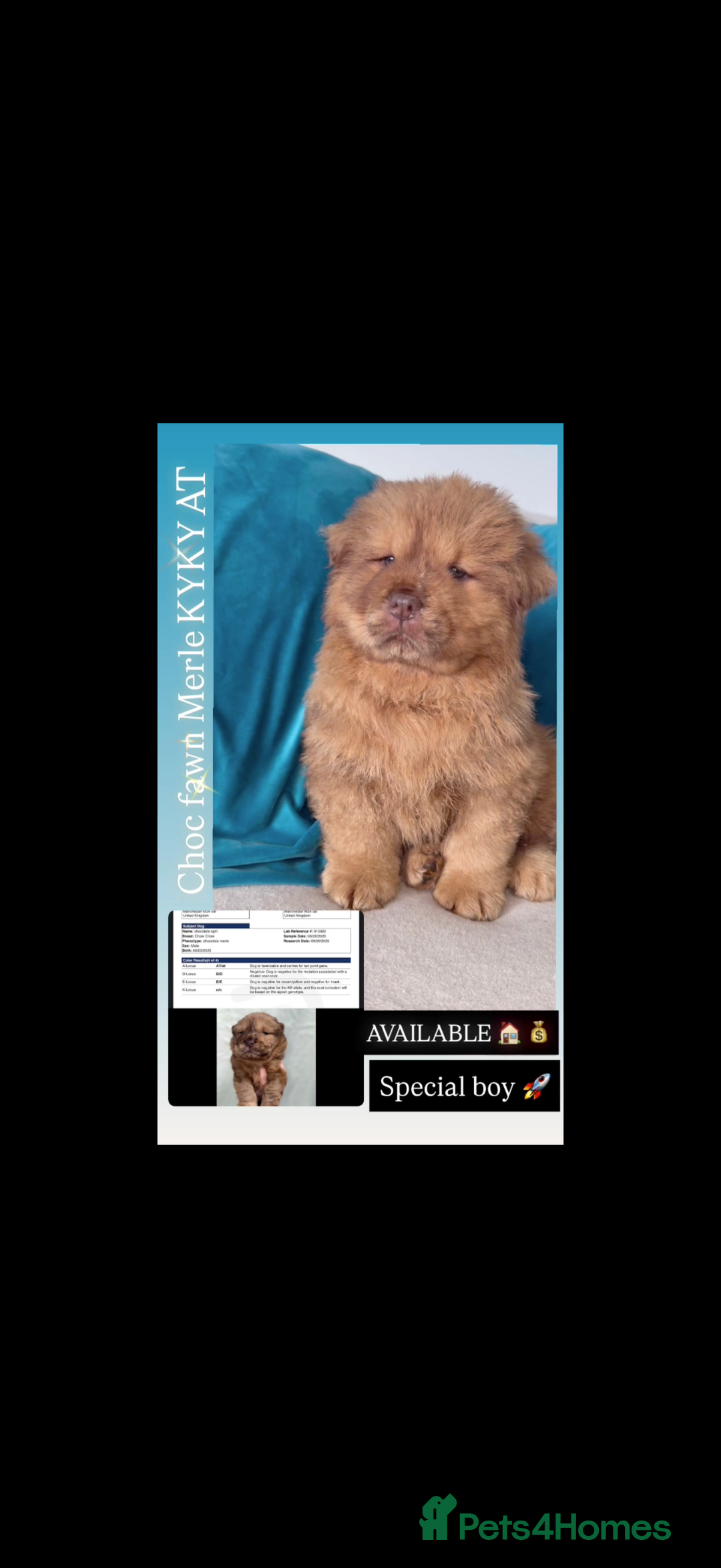 Chow Chow dogs for sale: QUALITY CHOW CHOW  - Image 13