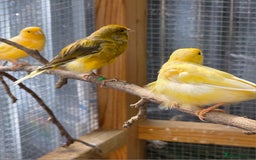 Canaries birds for sale: 9 canaries for sale £15 each - Image 4