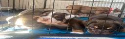 English Bulldog dogs for sale: Standard British Bulldogs 🦍🇬🇧👑 - Advert 19