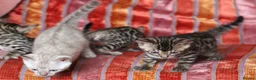 Bengal cats for sale: Outstanding Bengal kittens , European champion dad - Advert 15