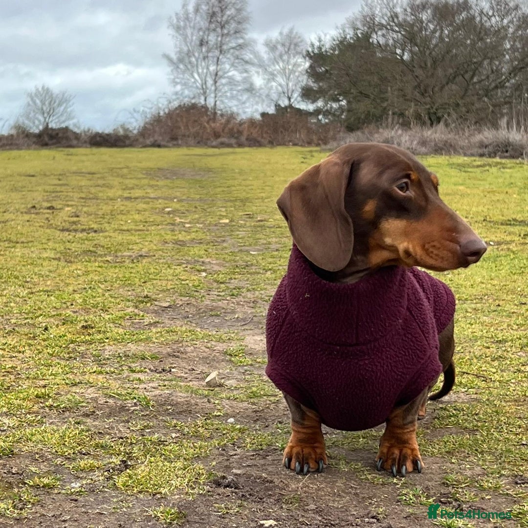 Miniature Dachshund dogs for sale: Gorgeous mini dachshund chocolate puppies - Advert 1