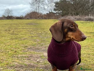 Miniature Dachshund dogs Gorgeous mini dachshund chocolate puppies - Advert 1