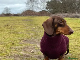 Miniature Dachshund dogs Gorgeous mini dachshund chocolate puppies - Advert 3