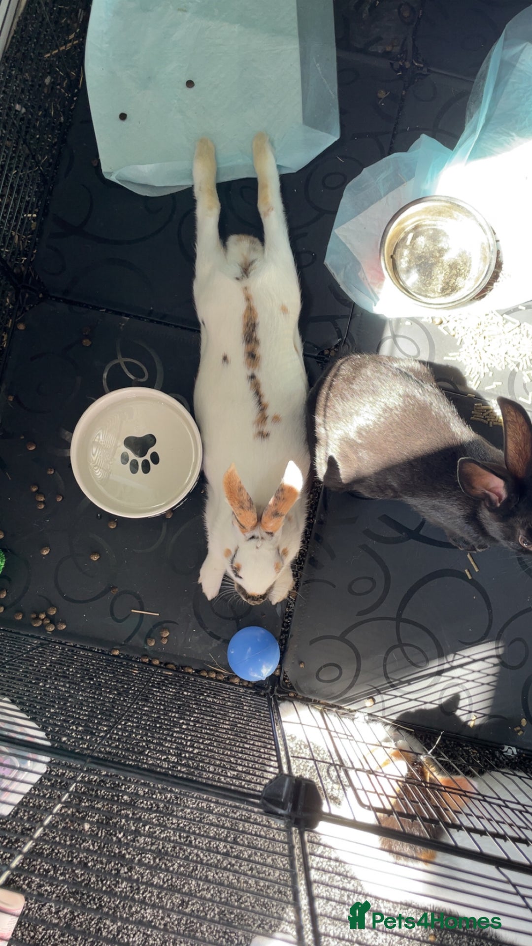 Mixed Breed rabbits for sale: 2 rabbits - Image 3