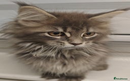 Maine Coon cats for sale: Beautiful Maine coon kittens - Image 22