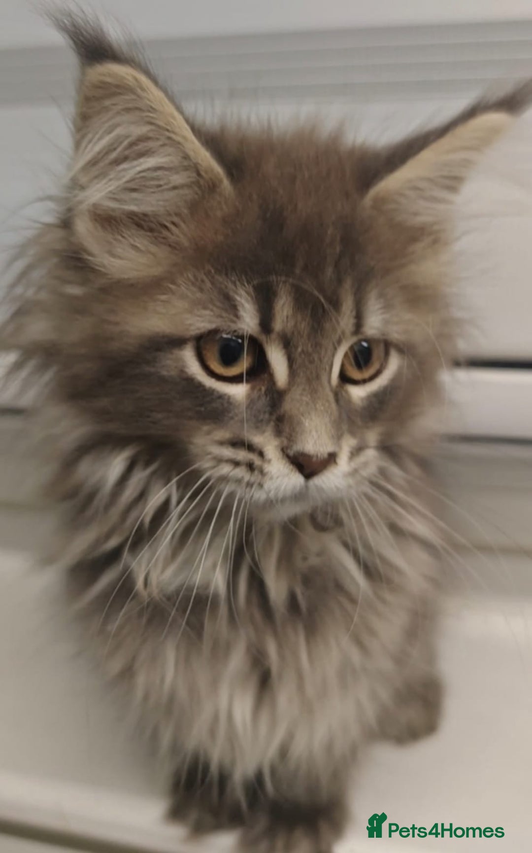 Maine Coon cats for sale: Beautiful Maine coon kittens - Image 22