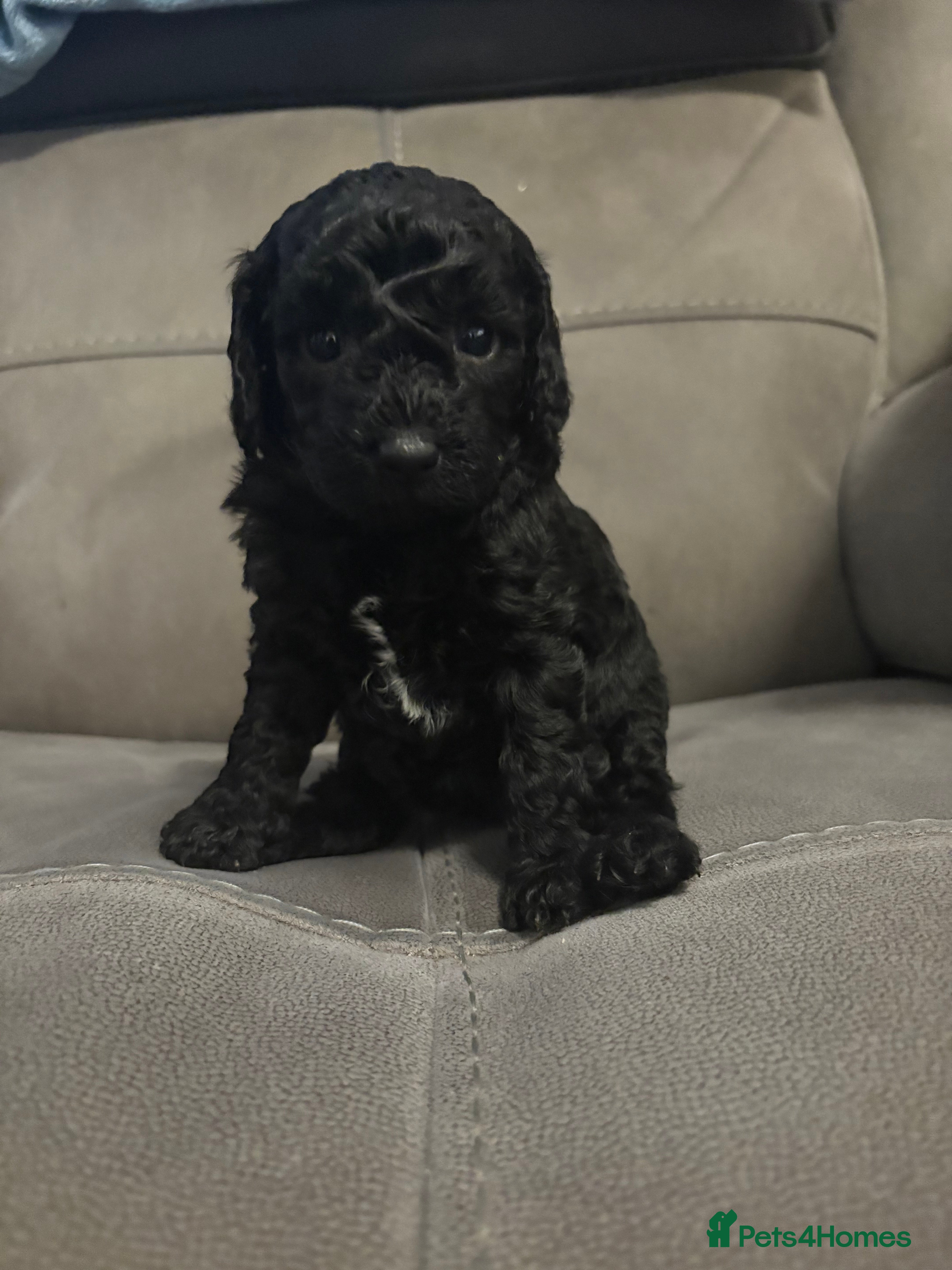 Cockapoo dogs Beautiful F1B Cockapoo Puppies - Advert 12