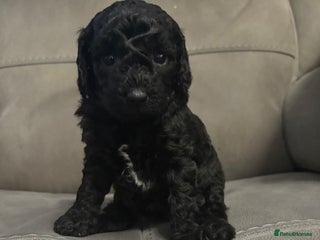 Cockapoo dogs Beautiful F1B Cockapoo Puppies - Advert 1