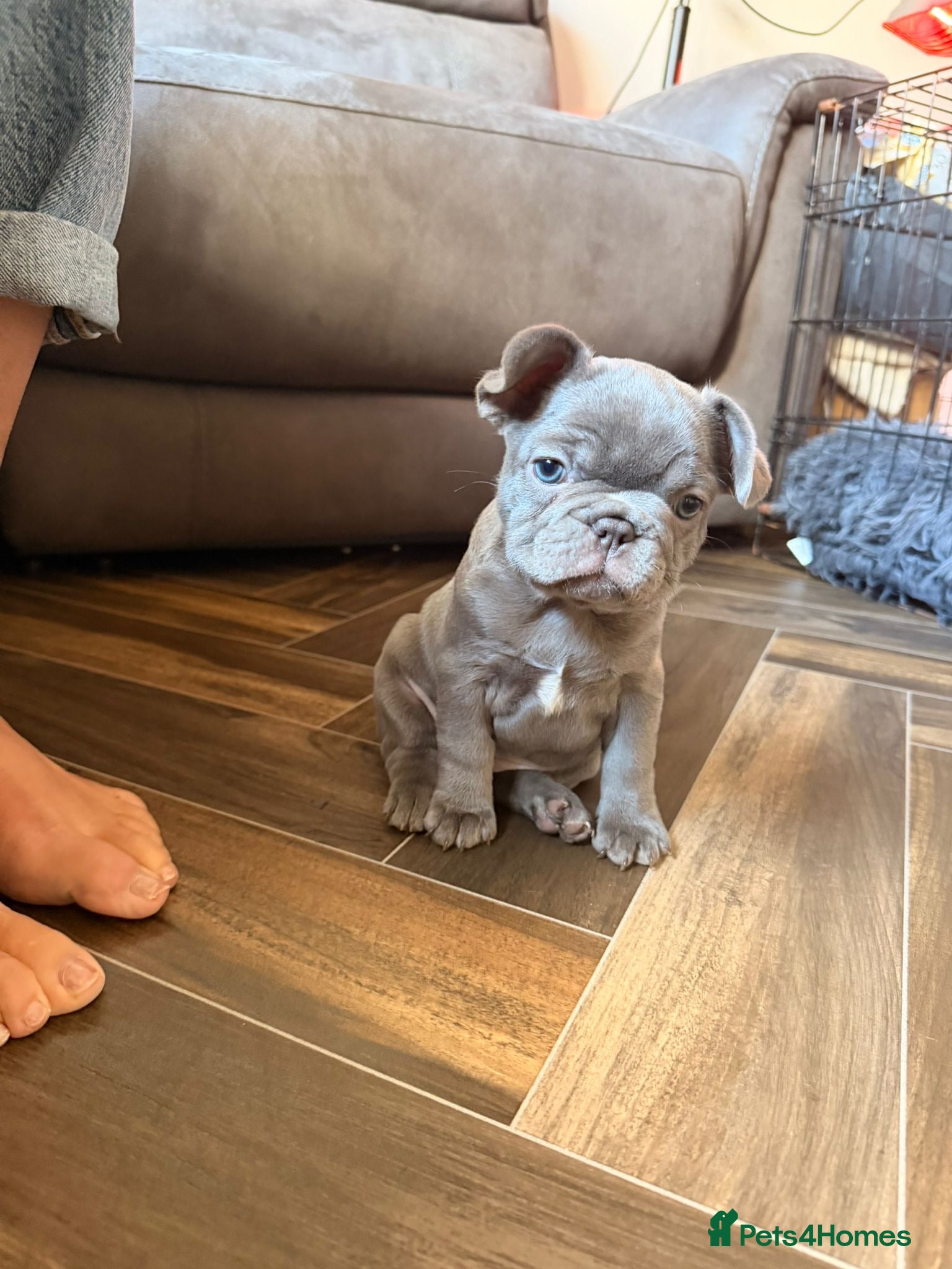 French Bulldog dogs 2 GIRLS LEFT 7 DAYS UNTIL THEY CAN LEAVE ❤️❤️❤️❤️ - Advert 1