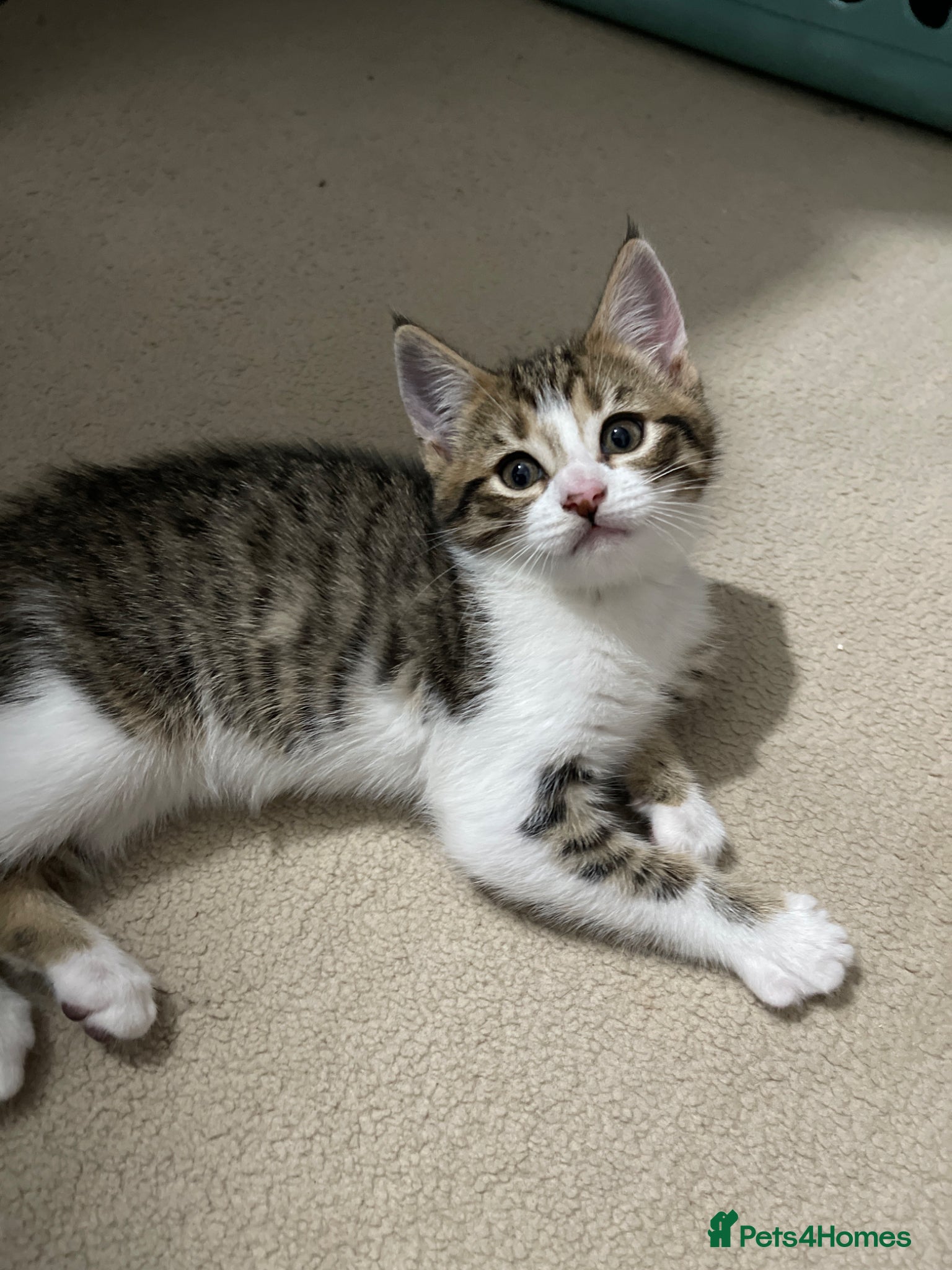 Maine Coon cats Main coon x mixed breed  - Advert 8