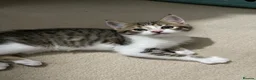 Maine Coon cats for sale: Main coon x mixed breed  - Advert 1