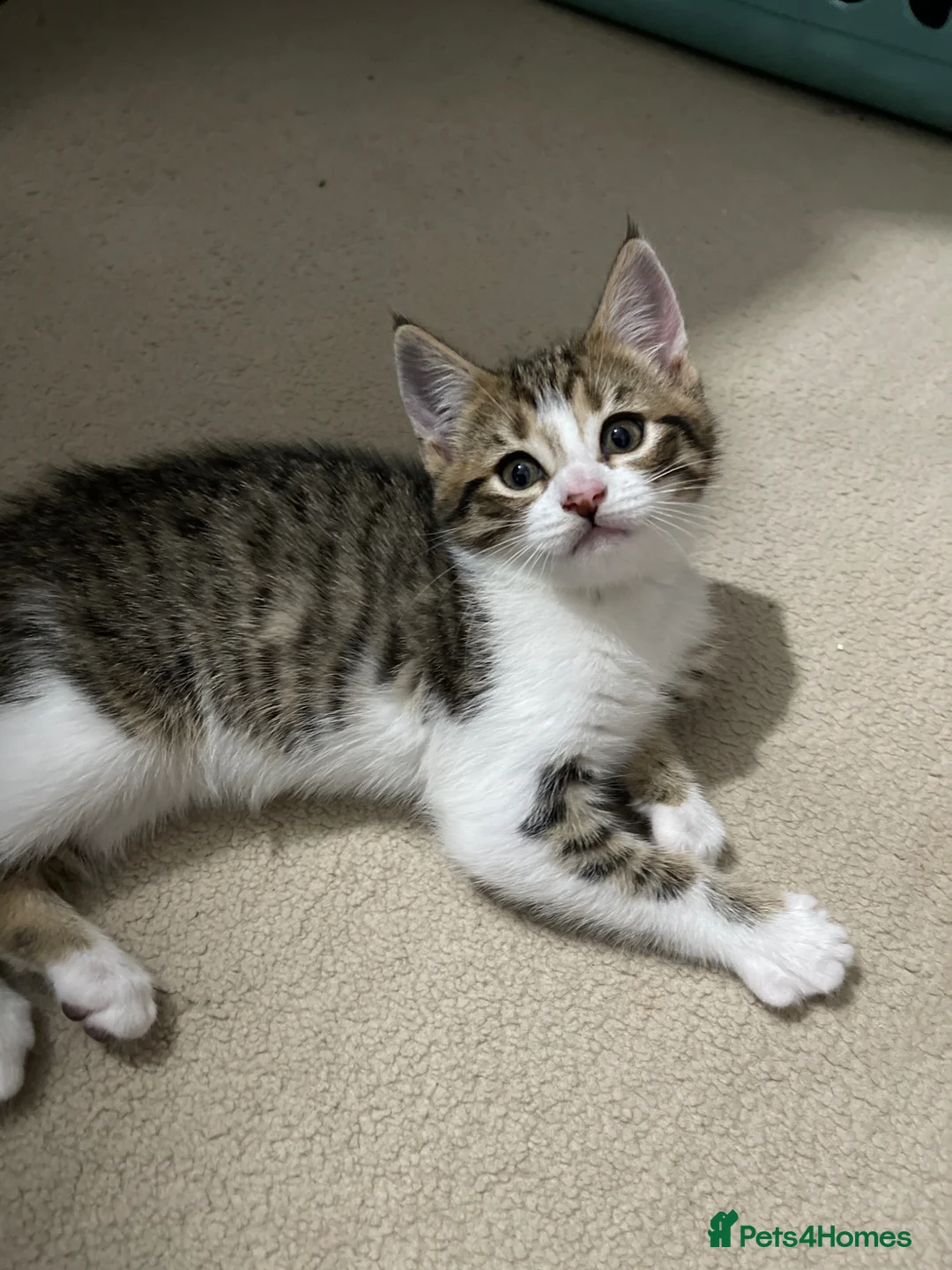 Maine Coon cats for sale: Main coon x mixed breed  - Advert 1