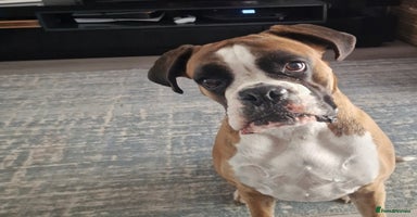 Boxer dogs - Advert 11