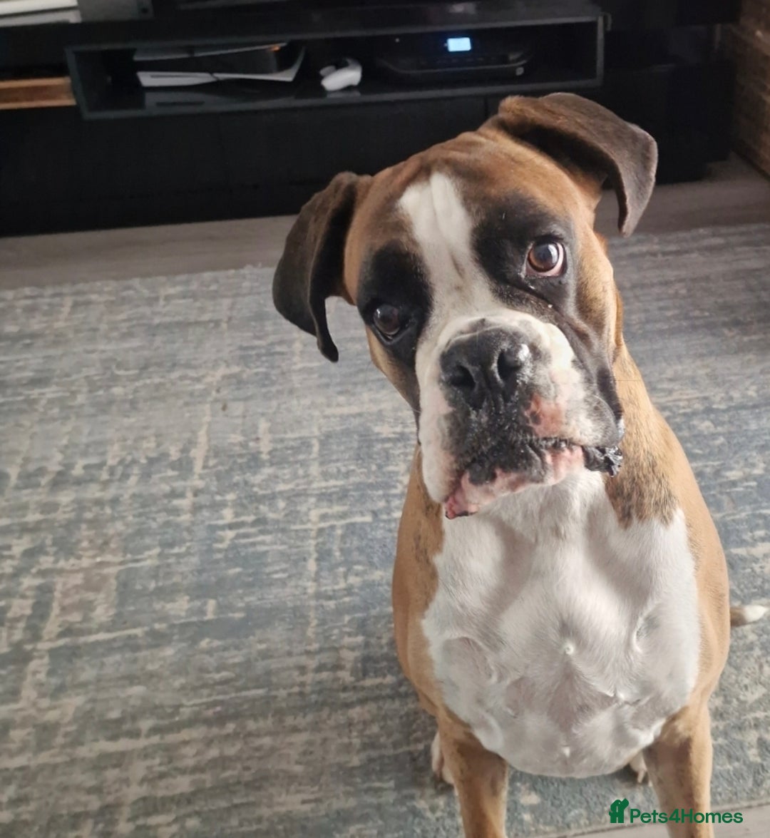 Boxer dogs for sale: KC REGISTERED Puppies-1x Gourgess Puppy available - Image 17