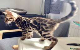 Bengal cats for sale: Bengal kittens READY NOW TICA reg pedigree  in Blandford Forum - Image 13