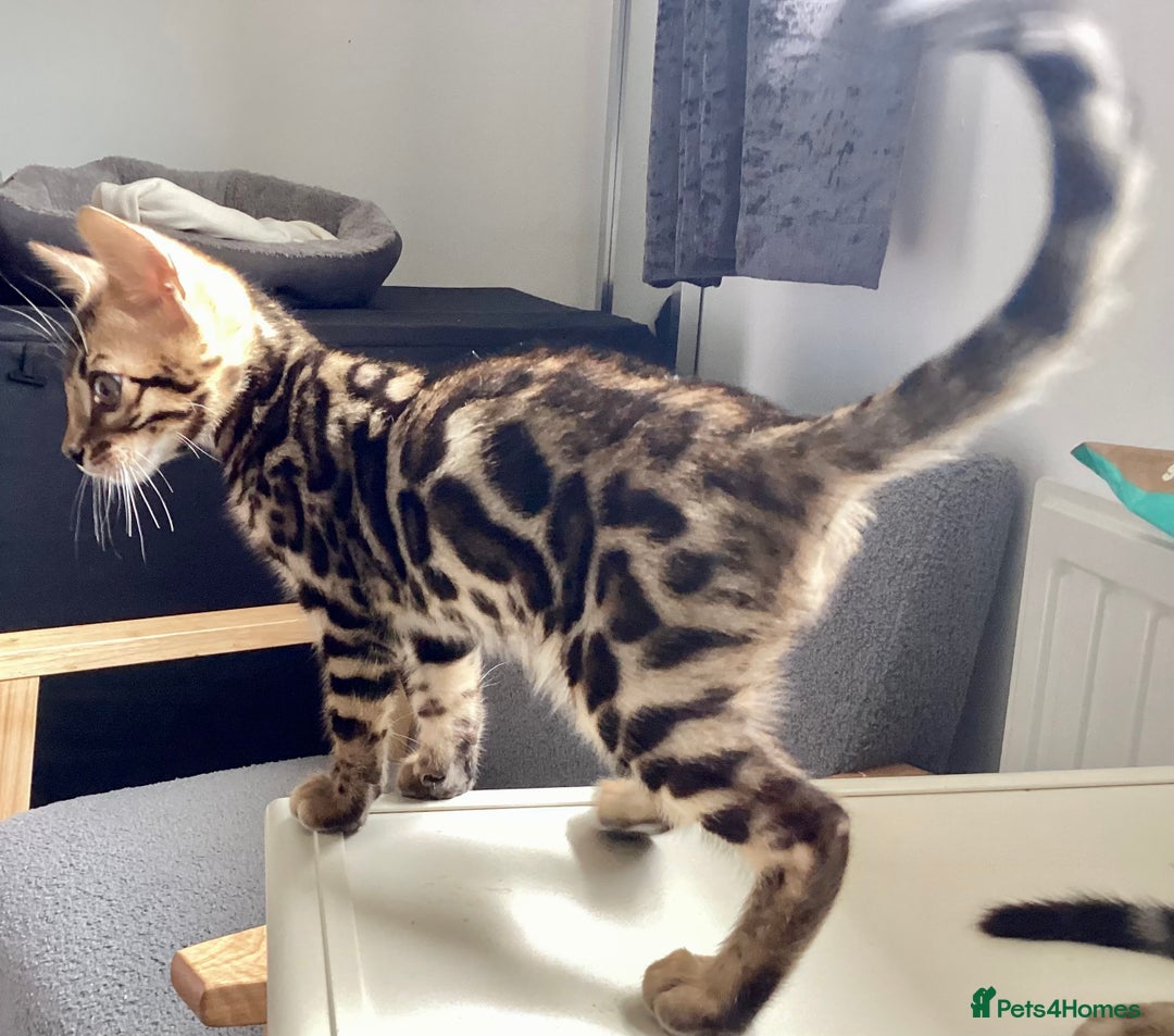Bengal cats for sale: Bengal kittens READY NOW TICA reg pedigree  in Blandford Forum - Image 13