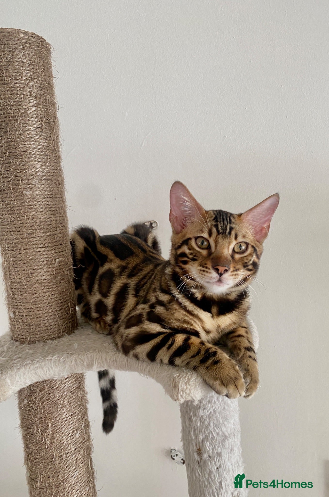 Bengal cats ✨TICA REGISTERED BENGAL BOYS-£500 Each✨✨✨ - Advert 2