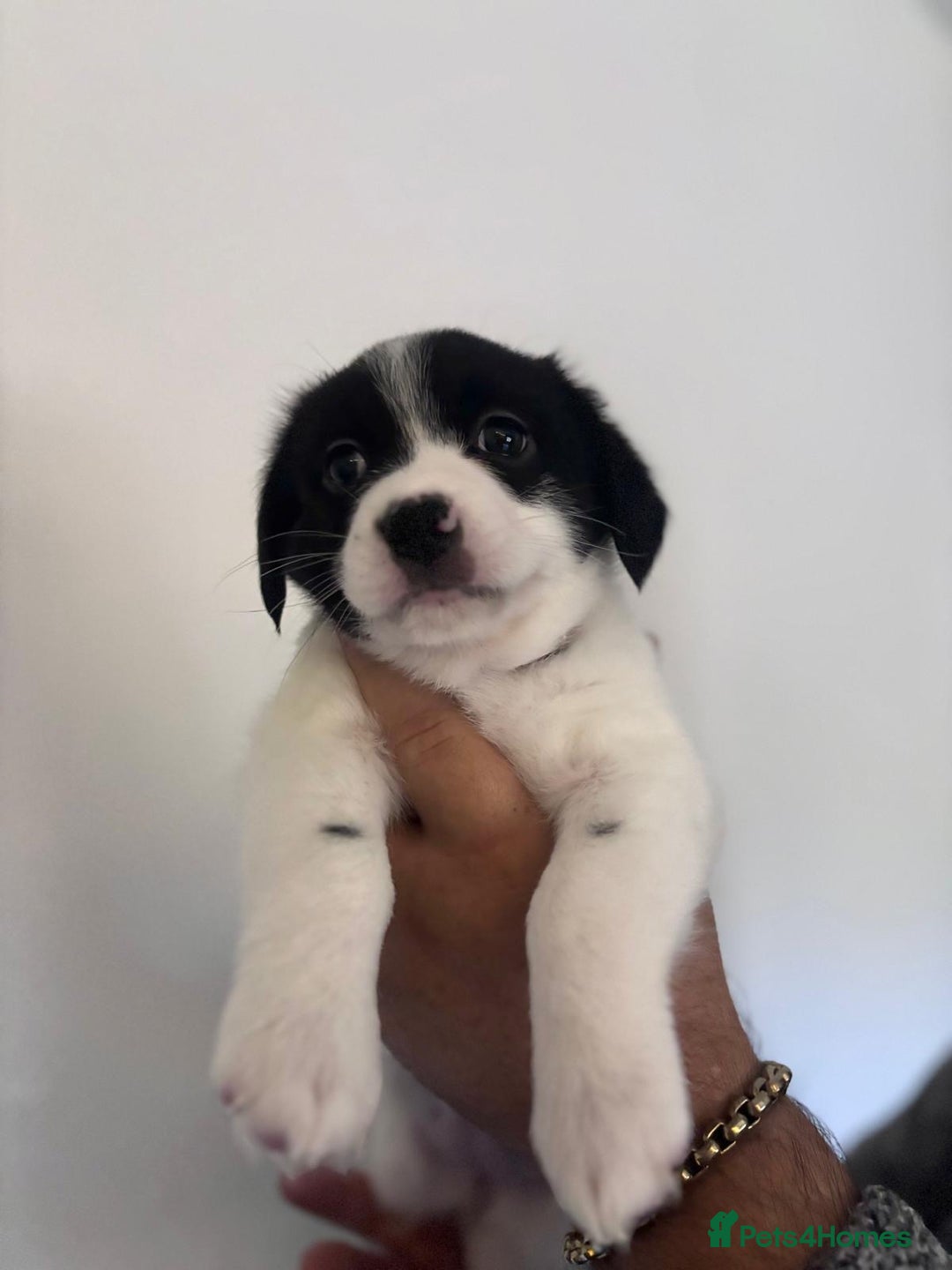 Mixed Breed dogs for sale: 3 beautiful Bichon Maltese mixed breed pups - Advert 8