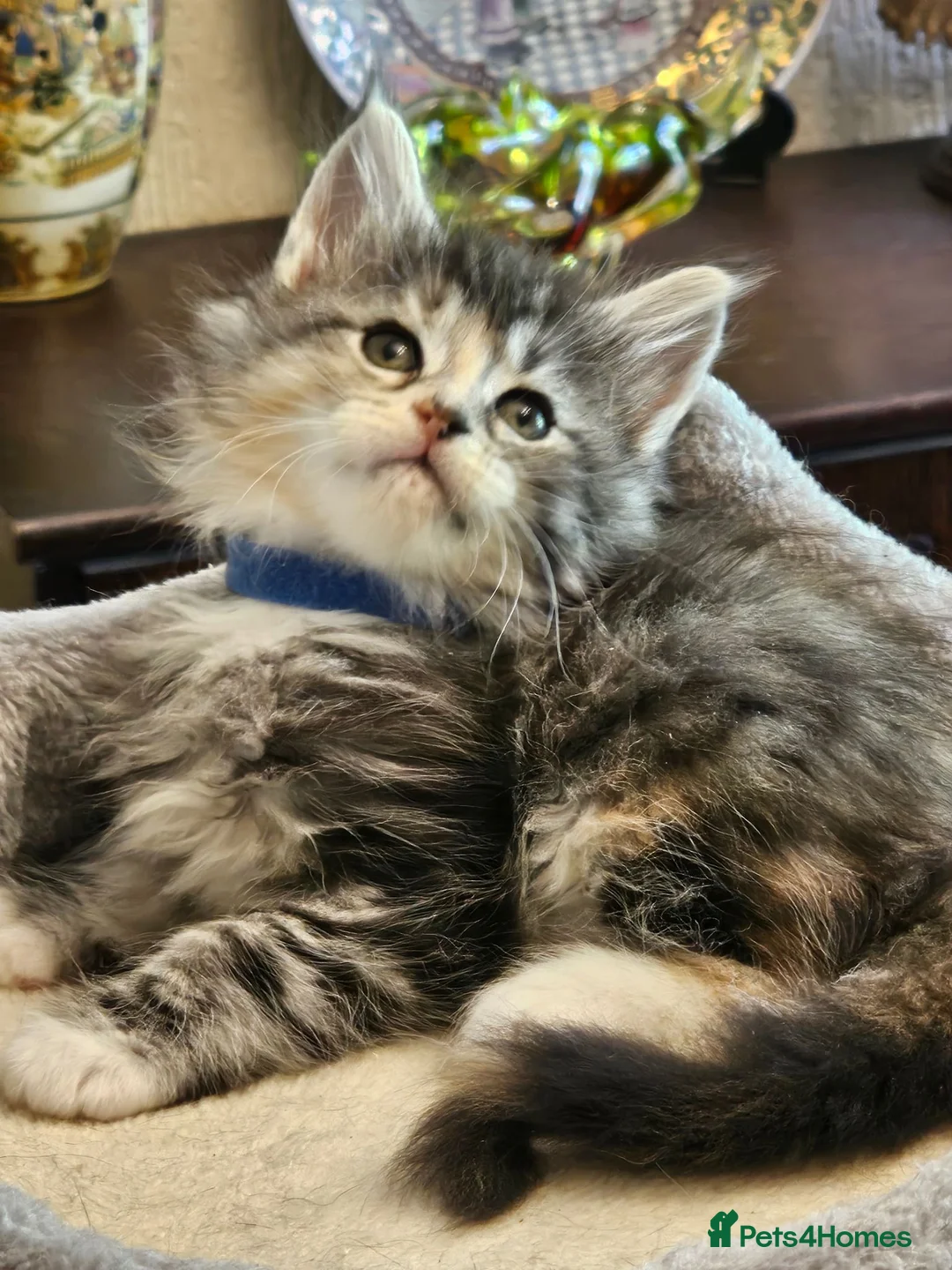 Maine Coon cats for sale: Maine Coon kittens  - Advert 10