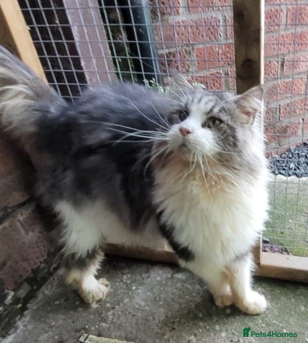 Maine Coon cats Loving home wanted for big GCCF reg boy - Advert 12