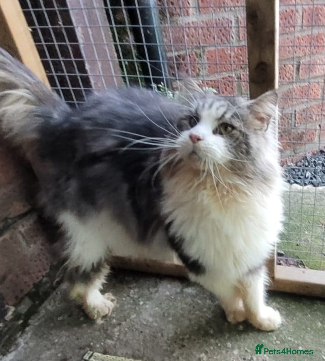 Maine Coon cats for sale: Absolutely huge boy GCCF active reg for sale - Advert 4