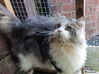 Maine Coon cats Beautiful big GCCF Reg boy for sale - Advert 8