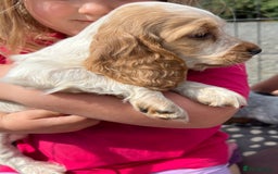 Cocker Spaniel dogs for sale: Show Cocker Puppies - Image 17