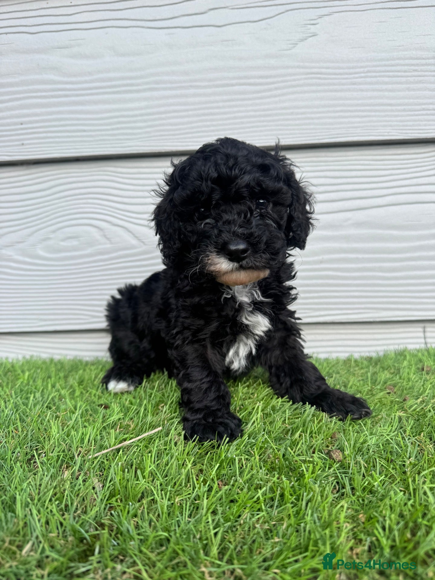 Cavapoo dogs Cavapoo F1b LAST ONE Black & White (Male) - Advert 11